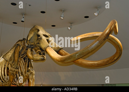 Columbian mammut, Mammuthus columbi, scheletro preistorico con zanne da La Brea Tar Pits, Museo di pagina Foto Stock