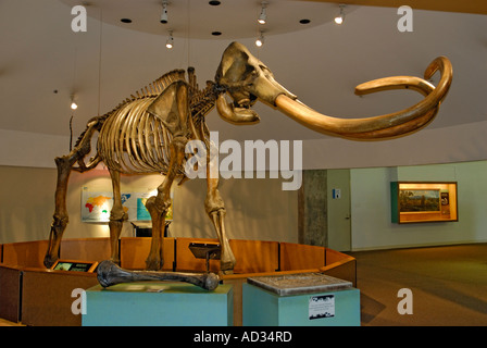 Columbian mammut, Mammuthus columbi, lo scheletro con zanne da La Brea Tar Pits, Pagina Museum di Los Angeles Foto Stock