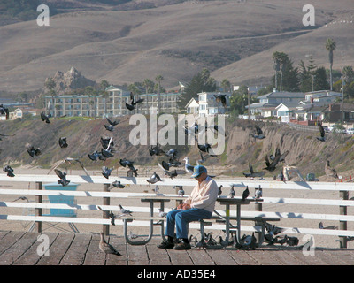 Alimentazione di gabbiani Pismo Beach California USA Foto Stock