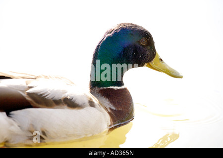 Drake mallard ( Anas platyrhynchos ) nel tasto hi Foto Stock