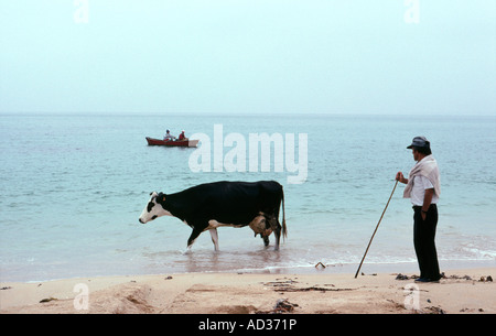 Un contadino cammina la sua mucca home dal pascolo di terra dietro la Spiaggia di Ladeira vicino Corrubedo in Galizia Spains sulla costa atlantica Foto Stock