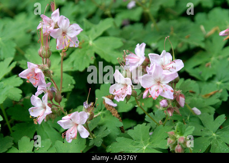 Geranium macrorrhizum Ingwersen s varietà AGM Foto Stock