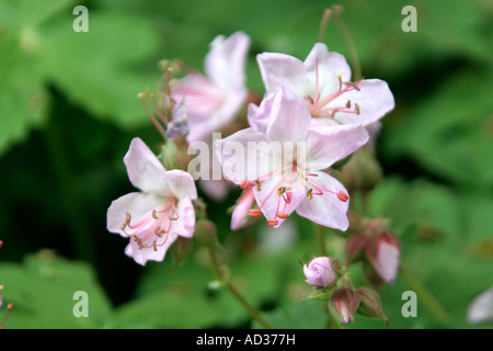 Geranium macrorrhizum Ingwersen s varietà AGM Foto Stock