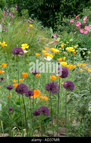 Allium viola sensazione di Papavero californiano Eschscholzia californica crescente tra i sassi in Holbrook Giardino Devon i primi di maggio Foto Stock