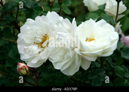 Rosa pimpinellifolia plena la doppia scots briar ha piccolo dolcemente profumate fioriture doppia in maggio e giugno Foto Stock