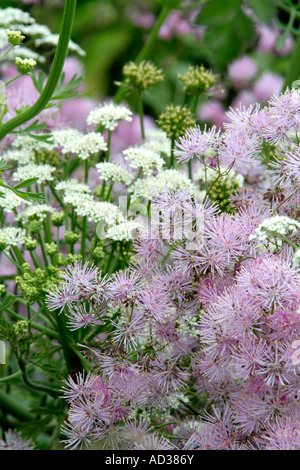 Lo zucchero filato soffi di Thalictrum aquilegiafolium con umbels di Oenanthe crocata Foto Stock