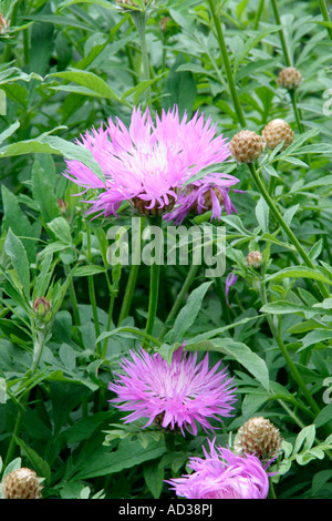 Centaurea dealbata una forma particolarmente fogliame fine Foto Stock