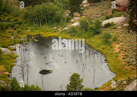 Un alce sorge in uno stagno vicino Vedauwoo nelle montagne vicino a Laramie, Wyoming negli Stati Uniti. Foto Stock