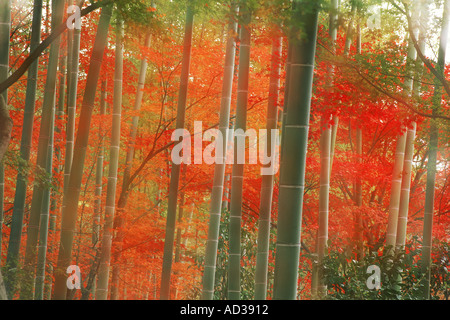 Misty sun il riempimento di foreste di bambù in autunno a Arashiyama Park a Kyoto in Giappone Foto Stock