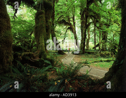 La Sala dei muschi in Hoh River Valley nel Parco Nazionale di Olympic sulla Penisola Olimpica, Washington Foto Stock