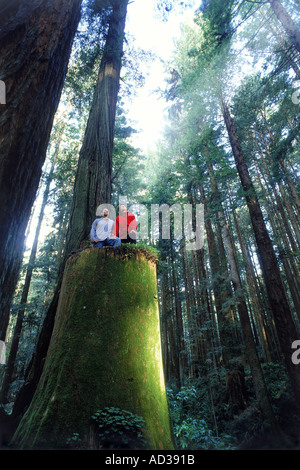 Matura in piedi sul ceppo di albero guardando verso l'alto a Redwood National Forest su Northern California Coast Foto Stock