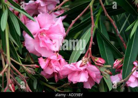 Nerium oleander a doppio modulo rosa Foto Stock
