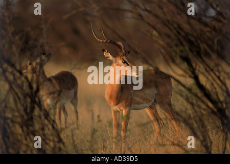 Impala Aepyceros melampus nella luce del tramonto in Zimbabwe Foto Stock