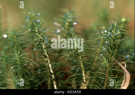 Close up di MOSS (polytrichum comune) langholm Dumfries and Galloway scotland Foto Stock