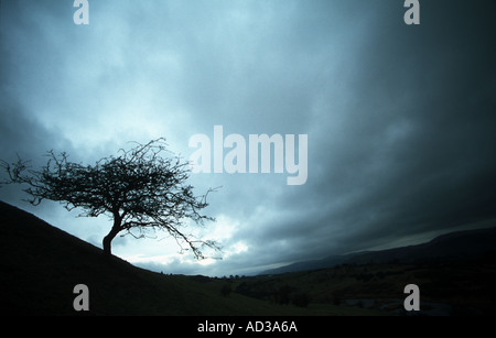 Backlit Albero di biancospino (Crataegus monogyna) sulla collina con moody nuvole Selkirk Hill i confini della Scozia Foto Stock
