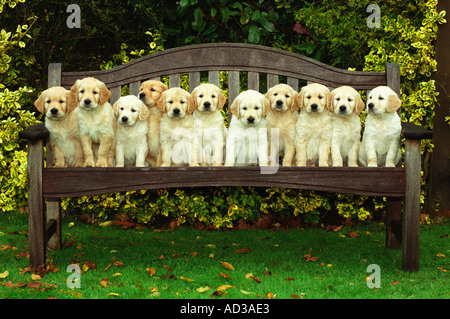 11 pura razza Golden Retriever cuccioli seduta su una panchina Foto Stock