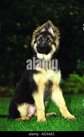 15 settimane vecchio pastore tedesco cucciolo di cane Foto Stock
