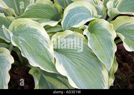 Hosta larga tesa perenne impianto di confine Foto Stock