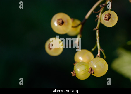 Bianco bacche Ribes Foto Stock