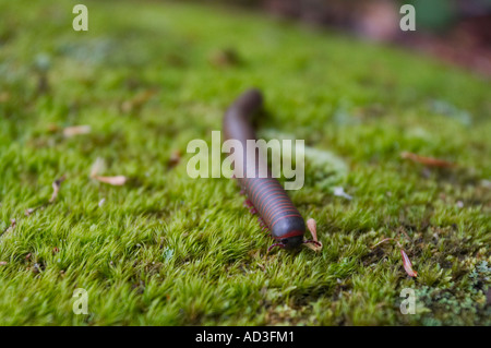 Un grande centipede in una foresta tra i licheni. Foto Stock