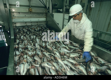 Unisea Pollock Stabilimento di trasformazione, Harbor olandese, Unalaska isola, isole Aleutian, mare di Bering, ALASKA Foto Stock