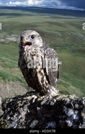 Gyrfalcon Falco rusticolus capretti ottenere pronto a volare versante nord del Brooks Range centrale Alaska artico Foto Stock