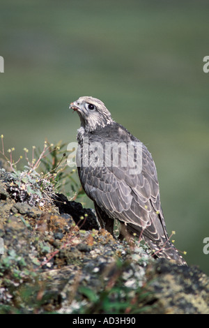 Gyrfalcon Falco rusticolus capretti ottenere pronto a volare versante nord del Brooks Range centrale Alaska artico Foto Stock