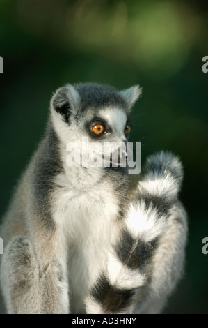 Anello lemure codato (Lemur catta) Riserva Berenty Madagascar Foto Stock