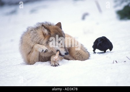 Lupo Canis lupus mangiare e un comune Corvo imperiale Corvus corax nelle colline ai piedi delle montagne Takshanuk Alaska Foto Stock