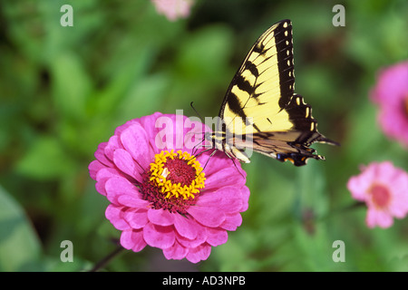 Tiger farfalla a coda di rondine su Zinnia, Papilio glaucus Foto Stock