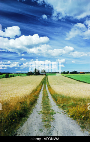 Paese strada attraverso campi di grano di Vestergotland in Svezia Foto Stock