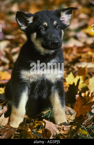 Pastore Tedesco cucciolo Foto Stock