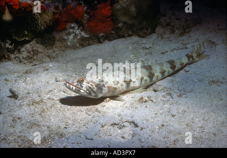 Sabbia Diver Lizardfish Synodus intermedius Foto Stock