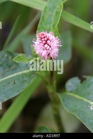 Bistort anfibio, Persicaria amphibium, Poligonacee Foto Stock