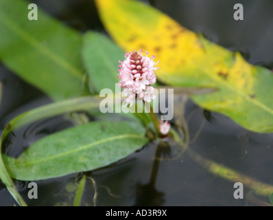 Bistort anfibio, Persicaria amphibium, Poligonacee Foto Stock