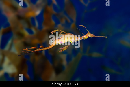 Weedy Sea Dragon Phyllopteryx taeniolatus Foto Stock
