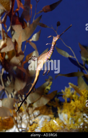 Weedy Sea Dragon Phyllopteryx taeniolatus Foto Stock