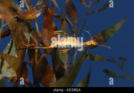 Weedy Sea Dragon Phyllopteryx taeniolatus Foto Stock