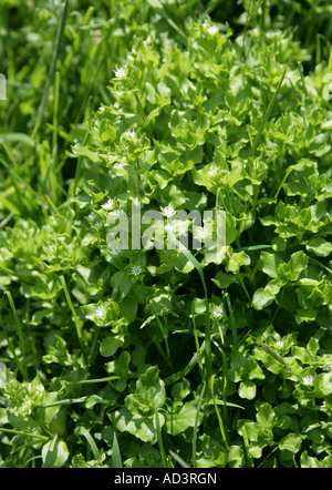 Chickweed comune Stellaria media Caryophyllaceae Foto Stock