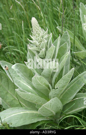 Grande Mullein Molène thapsus Scrophulariaceae Foto Stock