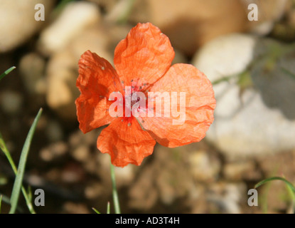 Fico d'india di papavero Papaver argemone Papaveraceae Foto Stock