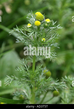 Mayweed ananas o Rayless Mayweed, matricarioides Matricaria Chamomilla o suaveolens, Asteraceae (Compositae). Foto Stock