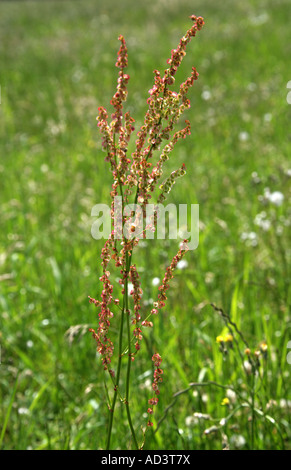 Comune di acetosa Rumex acetosa poligonacee Foto Stock