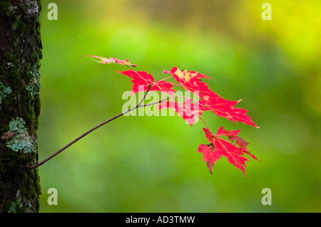 Aceri rossi (Acer rubra) cresce dal tronco di albero di Great Smoky Mountains National Park, Tennessee, Stati Uniti d'America Foto Stock