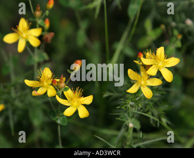 Snello St Johns Wort, Hypericum pulchrum, Hypericaceae. Foto Stock