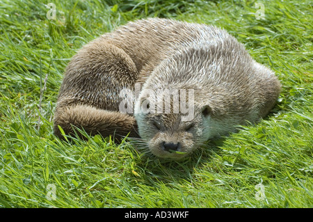 LUTRA LUTRA lontra lontra sonnecchia nella luce del sole Foto Stock