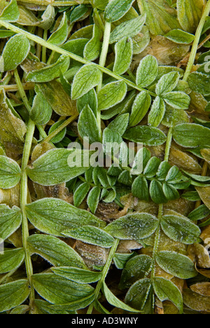 Foglie satinate nei primi mesi del giardino d'inverno, maggiore Sudbury, Ontario, Canada Foto Stock