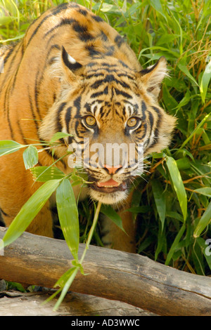 Nove mesi la tigre di Sumatra cub ringhiando- Captive oggetto Foto Stock