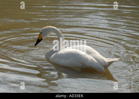 Bewicks Swan nuoto in acque aperte Foto Stock