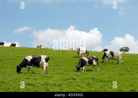 Mandria di mucche frisone pascolo Holstein Foto Stock